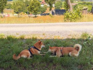 Deux Shiba Inu allongés dans l’herbe