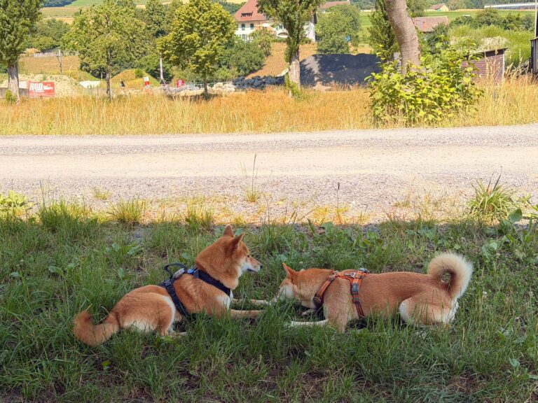 Deux Shiba Inu allongés dans l’herbe