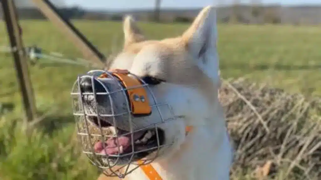 Chien portant une muselière assis dans l’herbe