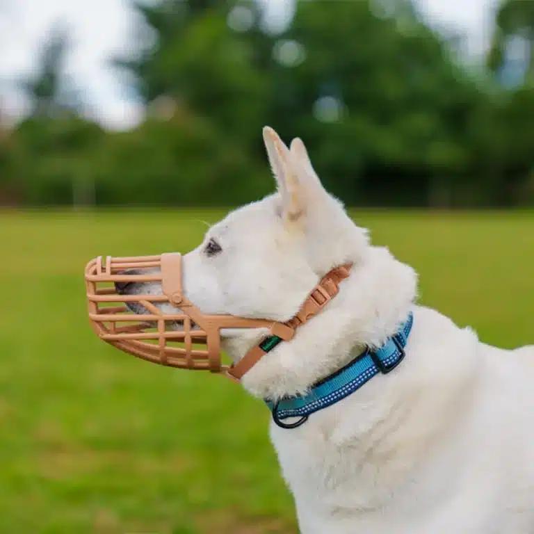 Chien blanc portant une muselière dans un parc