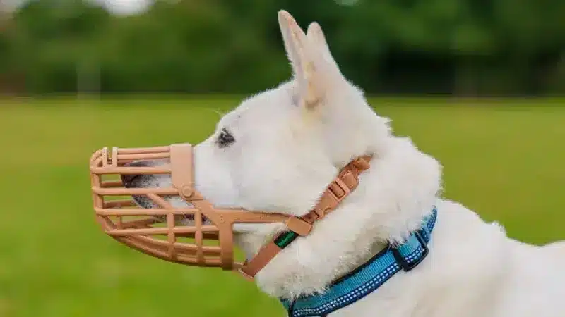 Chien blanc portant une muselière dans un parc