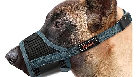 Chien berger belge portant une muselière noire