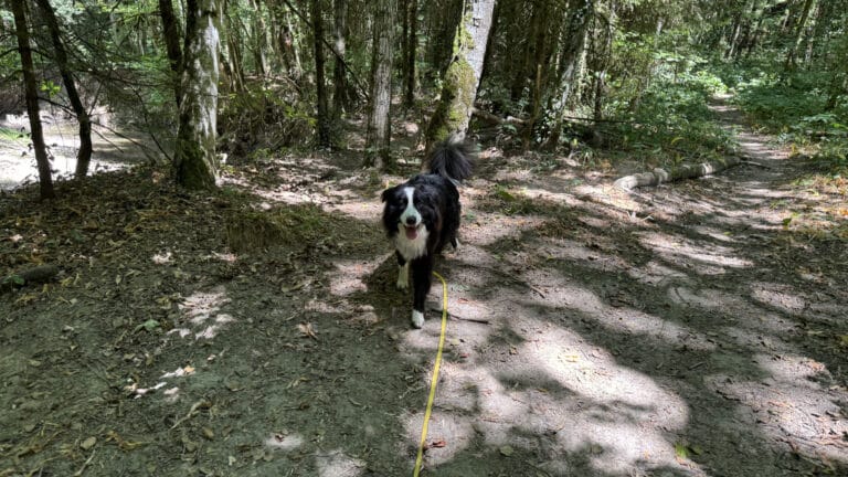 Chien noir et blanc en forêt en laisse