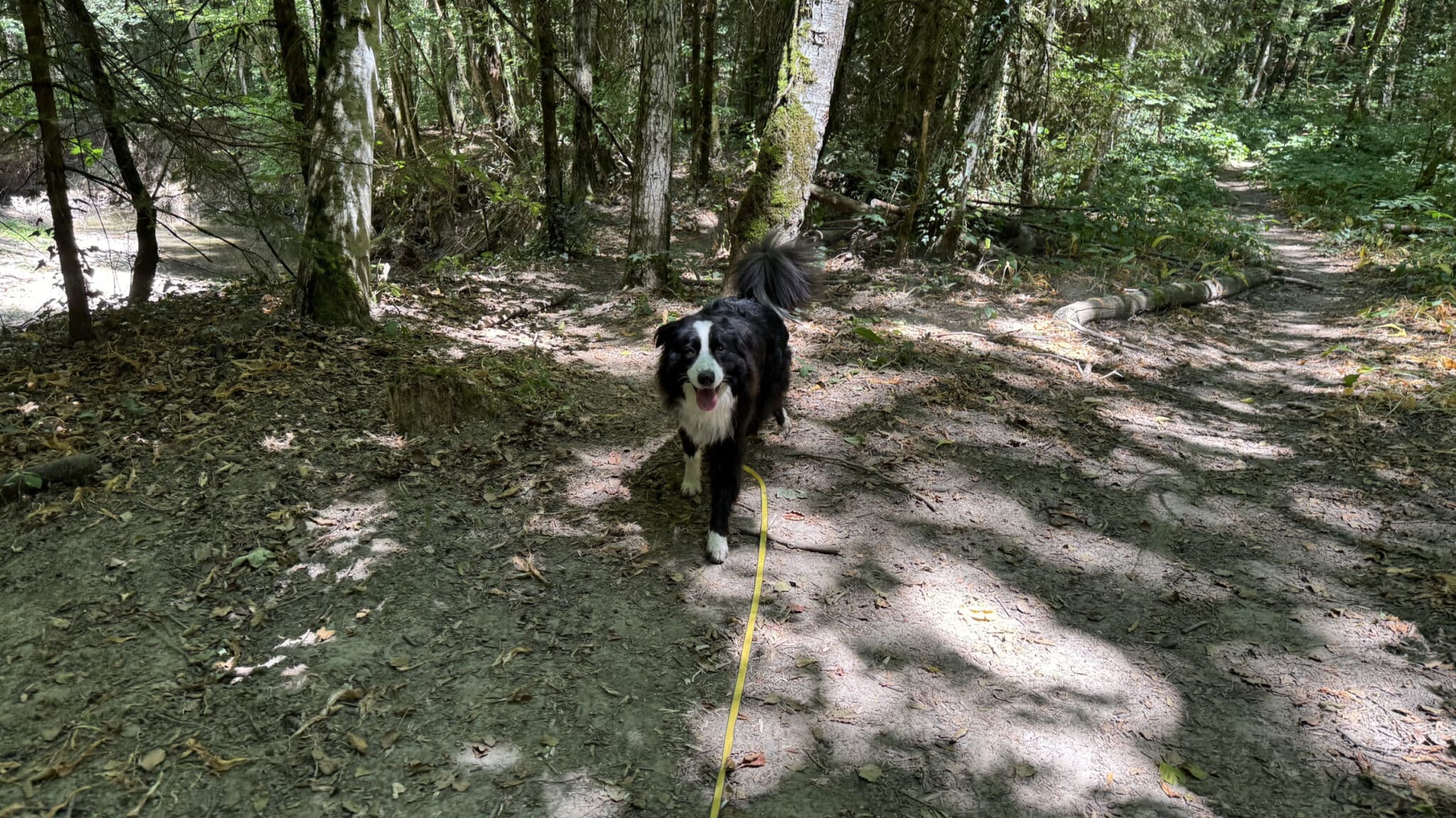 Chien noir et blanc en forêt en laisse