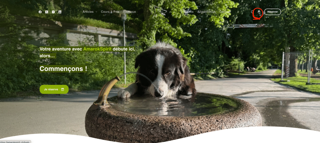 Chien Border Collie buvant à une fontaine