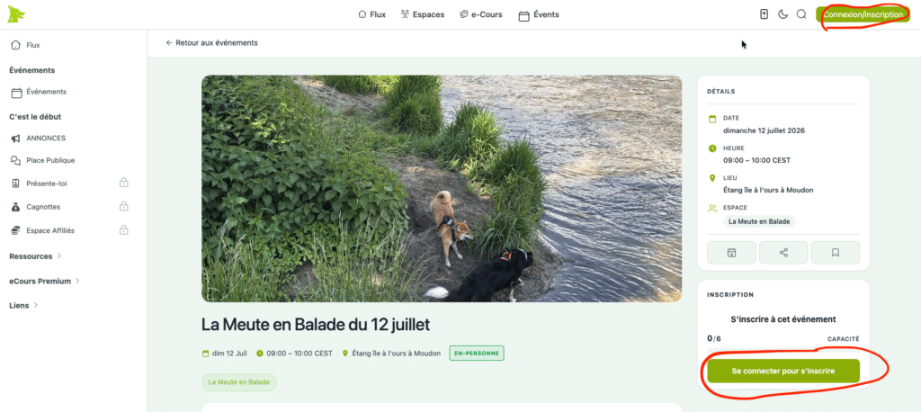 Deux chiens au bord d’une rivière