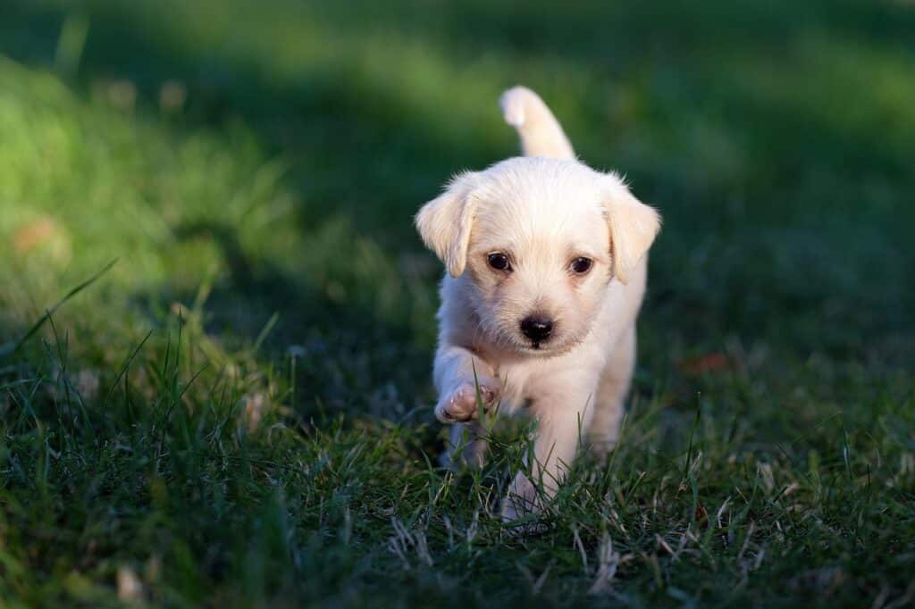 dog, animal, nature, puppy, cute, young, pet, male, adorable, dogs, mammal, tame, animals