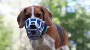 Beagle portant une muselière en forêt