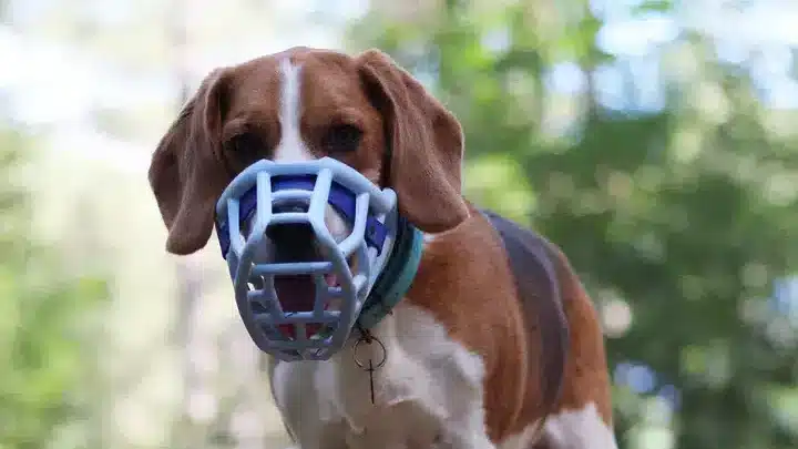 Beagle portant une muselière en forêt
