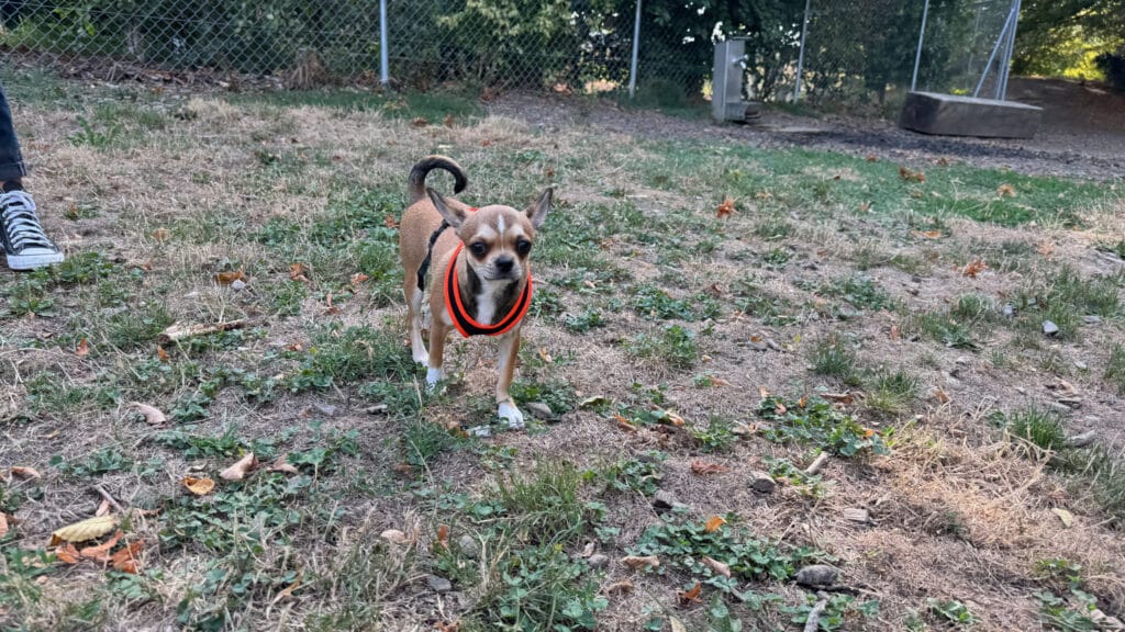 Petit chien beige portant un harnais rouge dans l’herbe