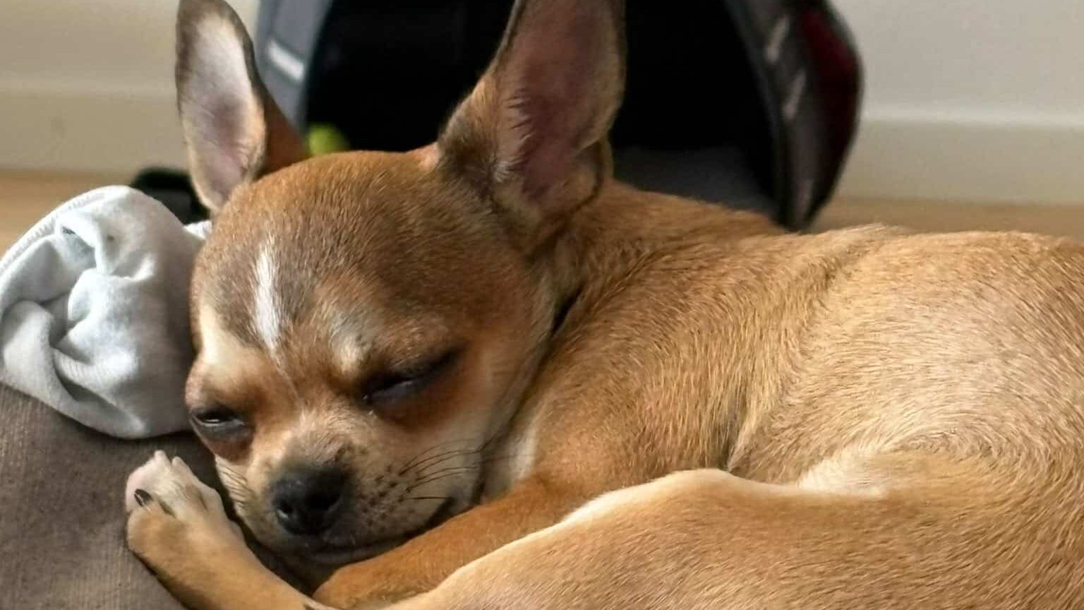 Chihuahua endormi sur un canapé gris
