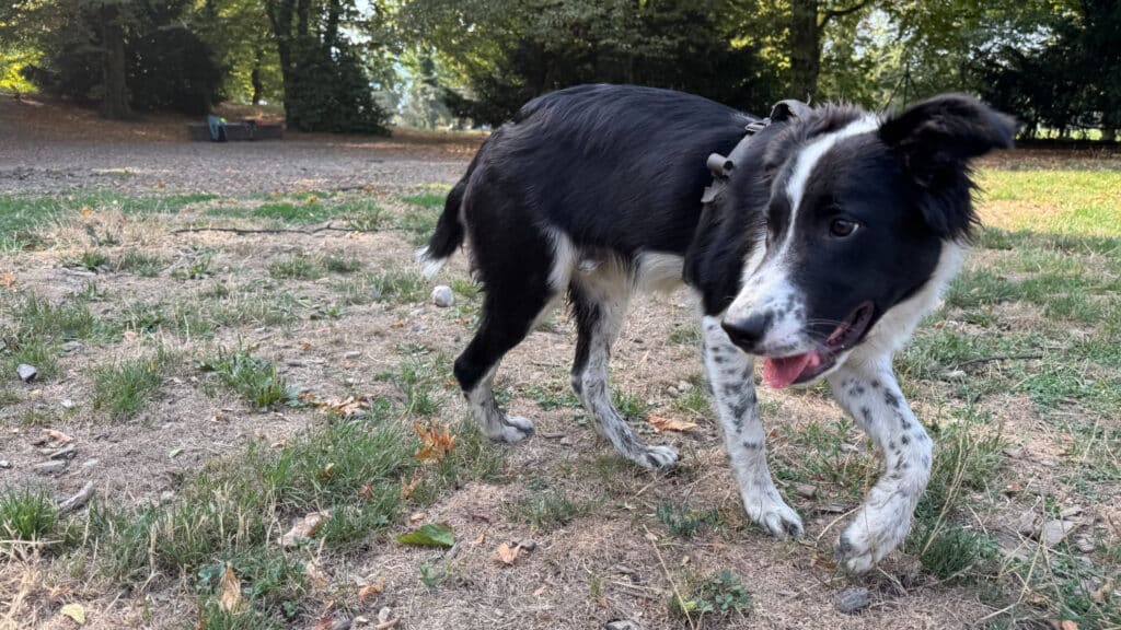 Chien noir et blanc en promenade dans un parc