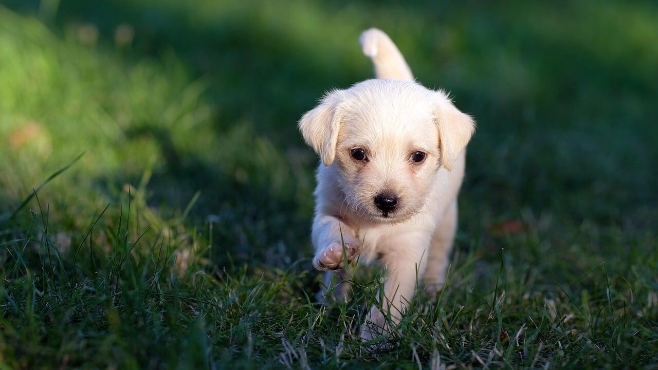 dog, animal, nature, puppy, cute, young, pet, male, adorable, dogs, mammal, tame, animals