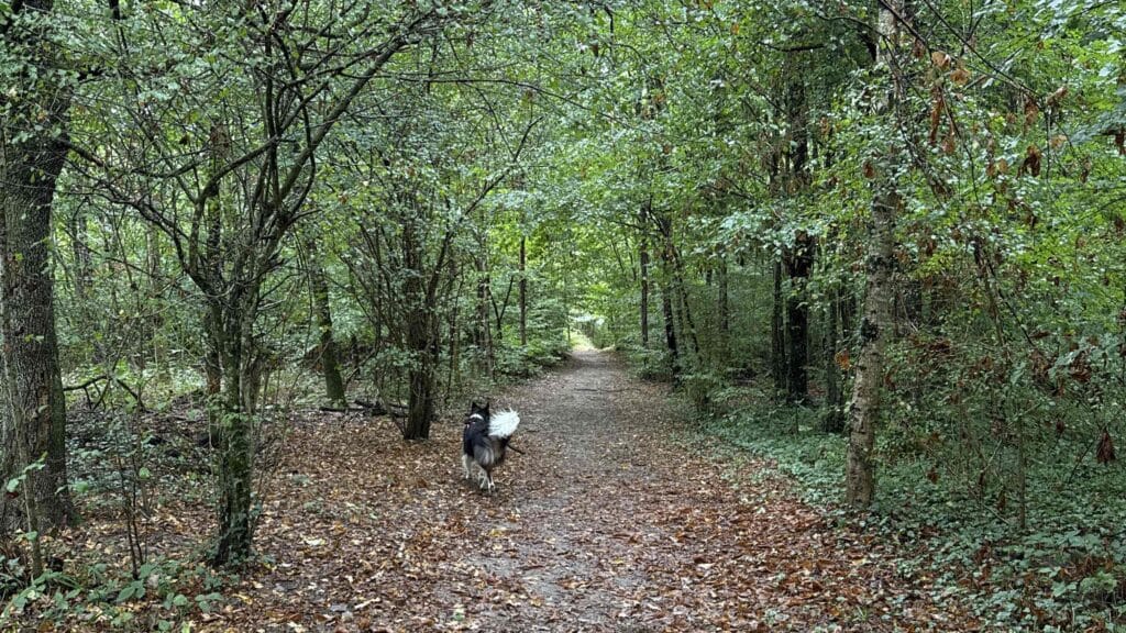 Sentier forestier avec chien à l'automne.