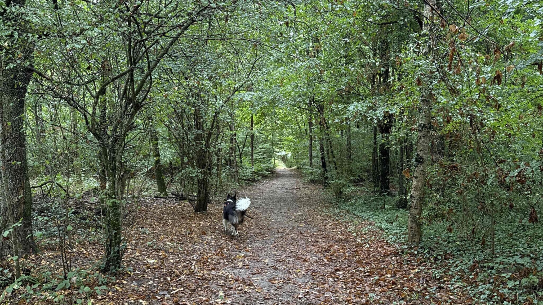 Sentier forestier avec chien à l'automne.