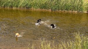 Trois chiens jouent dans une rivière
