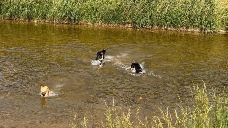 Trois chiens jouent dans une rivière