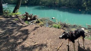 Chien noir au bord d’une rivière turquoise boisée