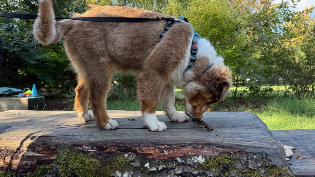 cours chiots ecole canine lausanne