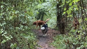 Deux chiens jouent sur un sentier forestier