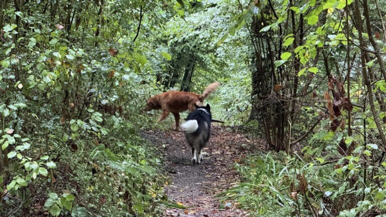Deux chiens jouent sur un sentier forestier
